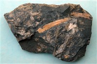 藏品(植物化石)的圖片